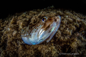 Lizard Fish, night dive by Marco Gargiulo 